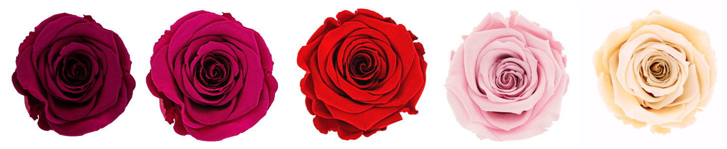 Pravé konzervované růže s možností personalizace